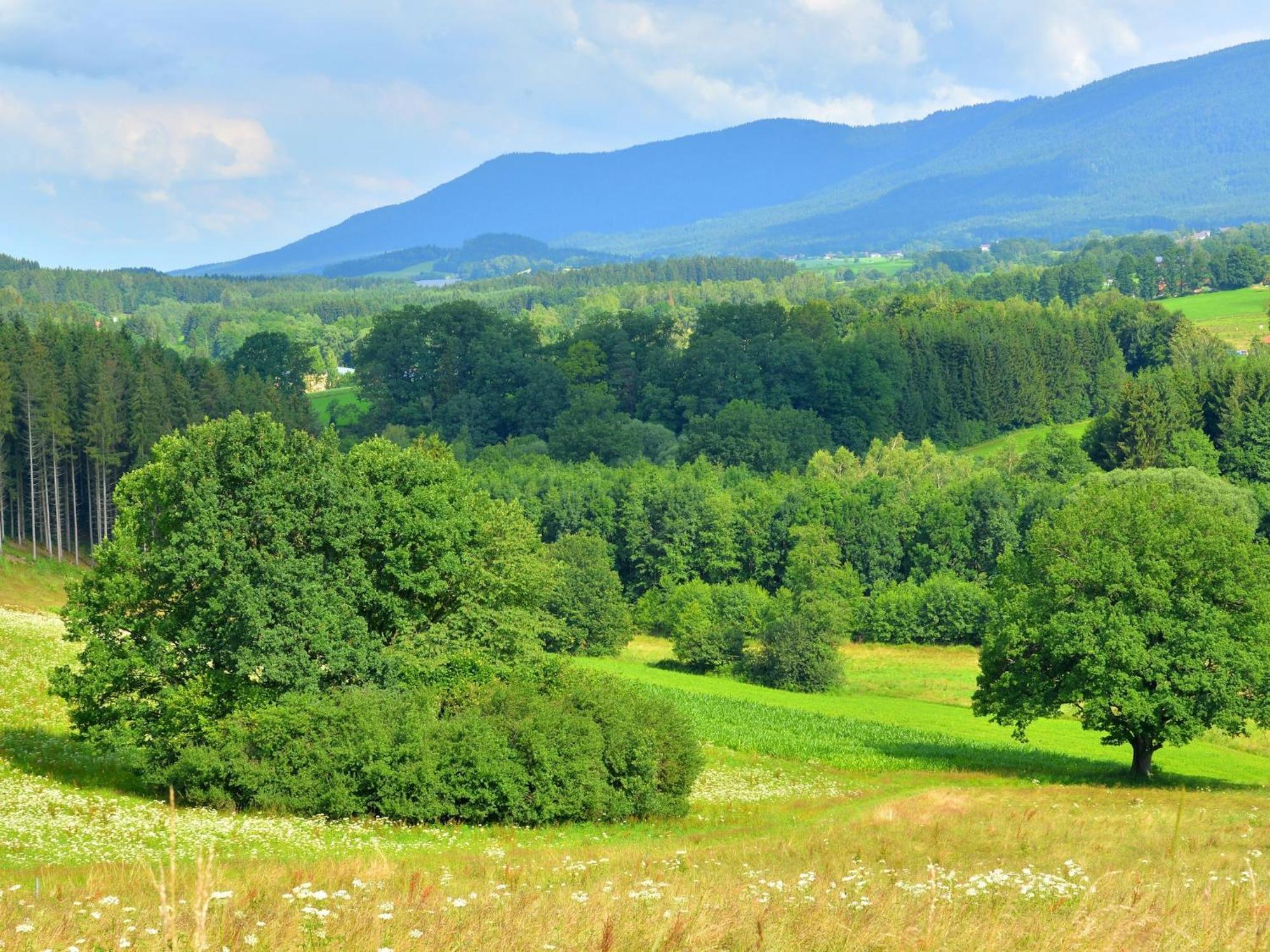 Comfort Apartment With Balcony In The Beautiful Bavarian Forest ドラクセルスリート エクステリア 写真
